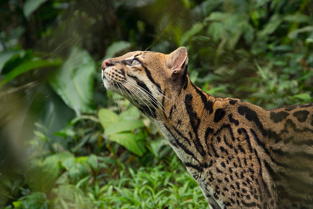 Ocelot (Leopardus pardalis), Ecuador