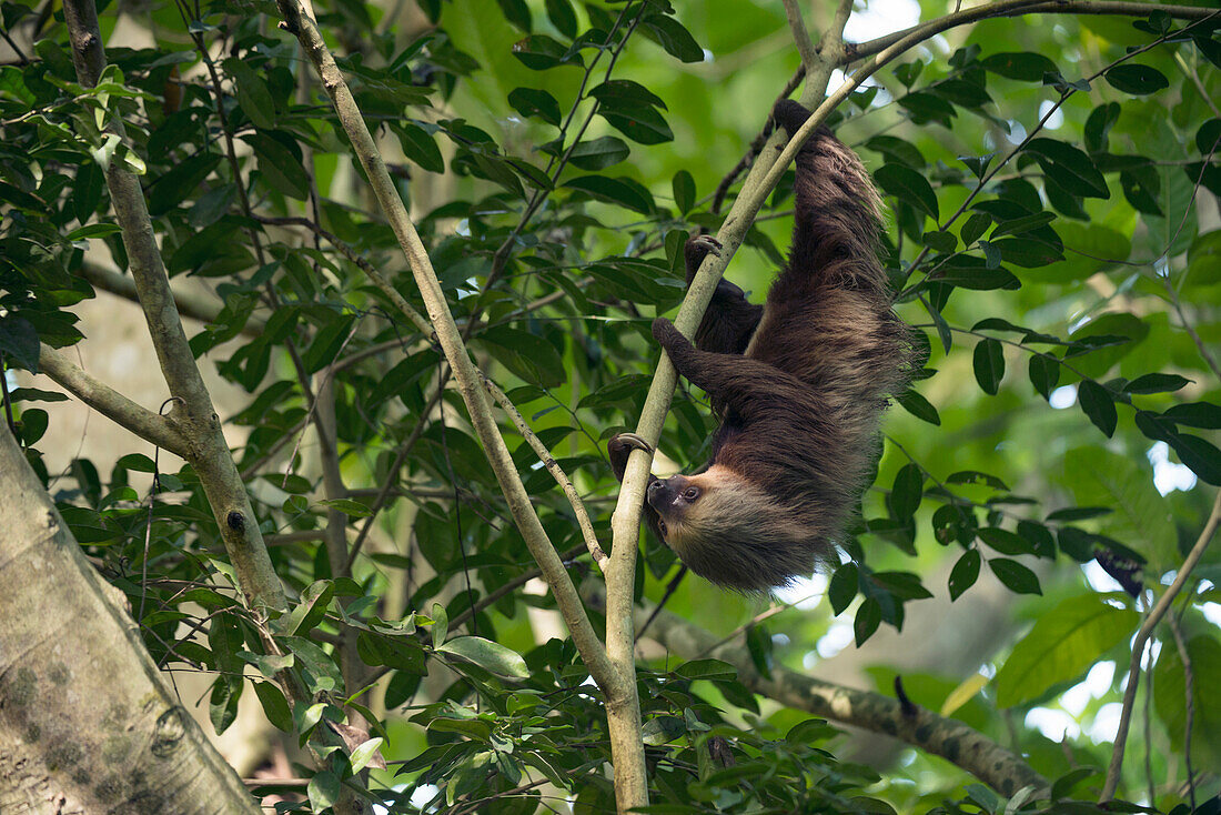 Hoffmann's Two-toed Sloth (Choloepus hoffmanni) in tree, Ecuador