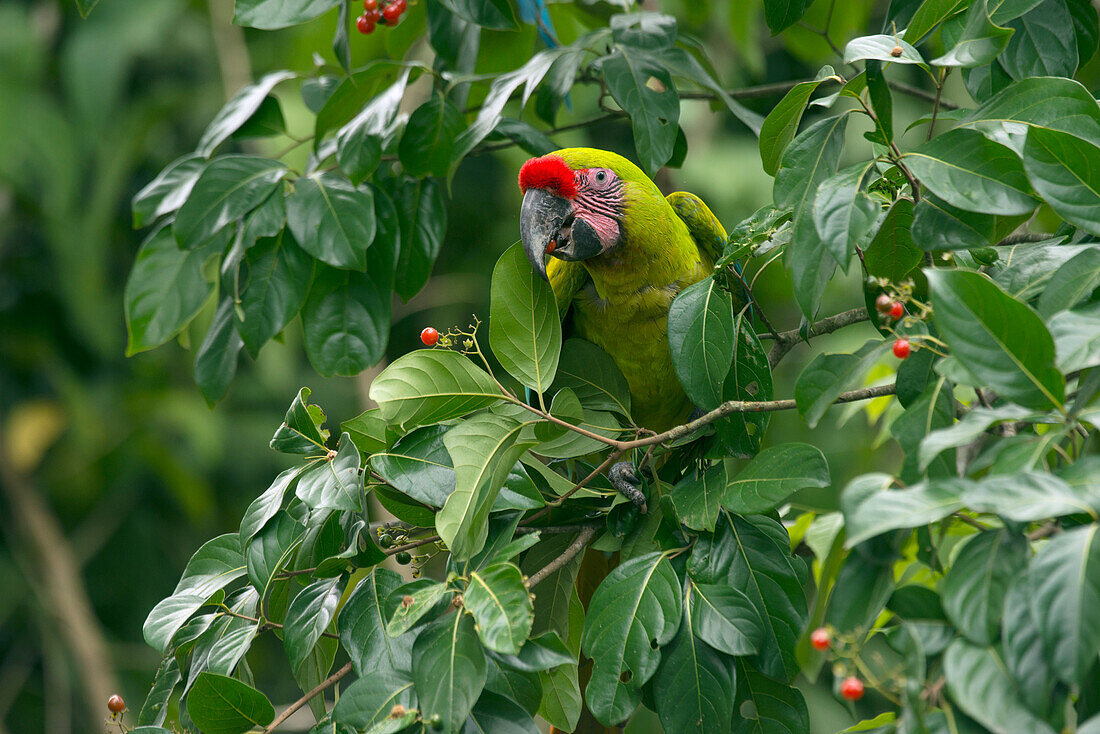 Great Green Macaw (Ara ambigua) feeding on berries, Ecuador