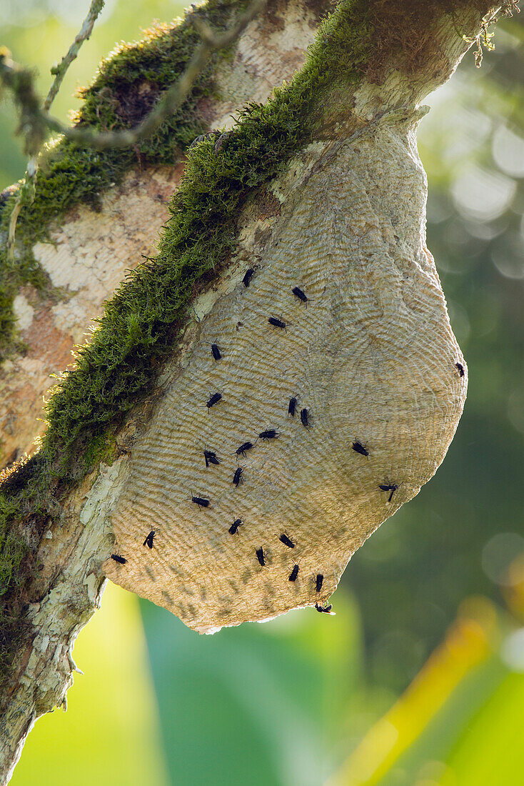 Wasp (Vespidae) nest, Ecuador