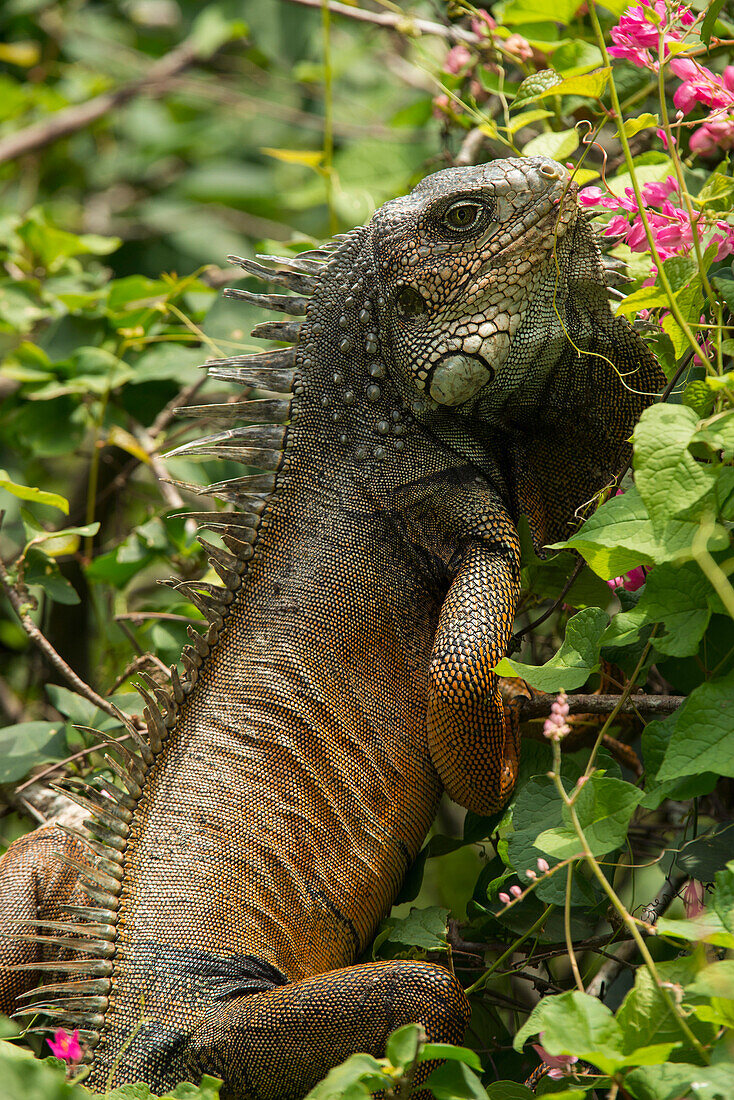 Green Iguana (Iguana iguana) male, Ecuador
