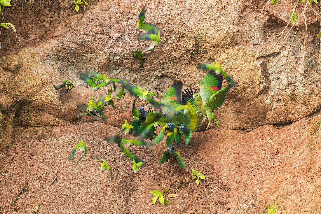 Dusky-headed Parakeet (Aratinga weddellii) and Mealy Parrot (Amazona farinosa) flock taking flight from clay lick, Amazon, Ecuador