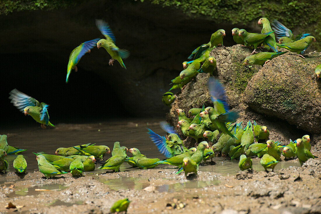 Cobalt-winged Parakeet (Brotogeris cyanoptera) flock at clay lick, Amazon, Ecuador