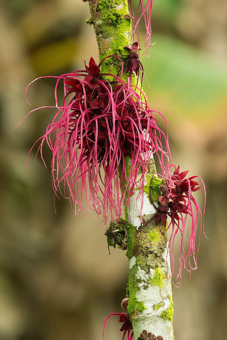 Mallow (Malvaceae) flowering, Amazon, Ecuador