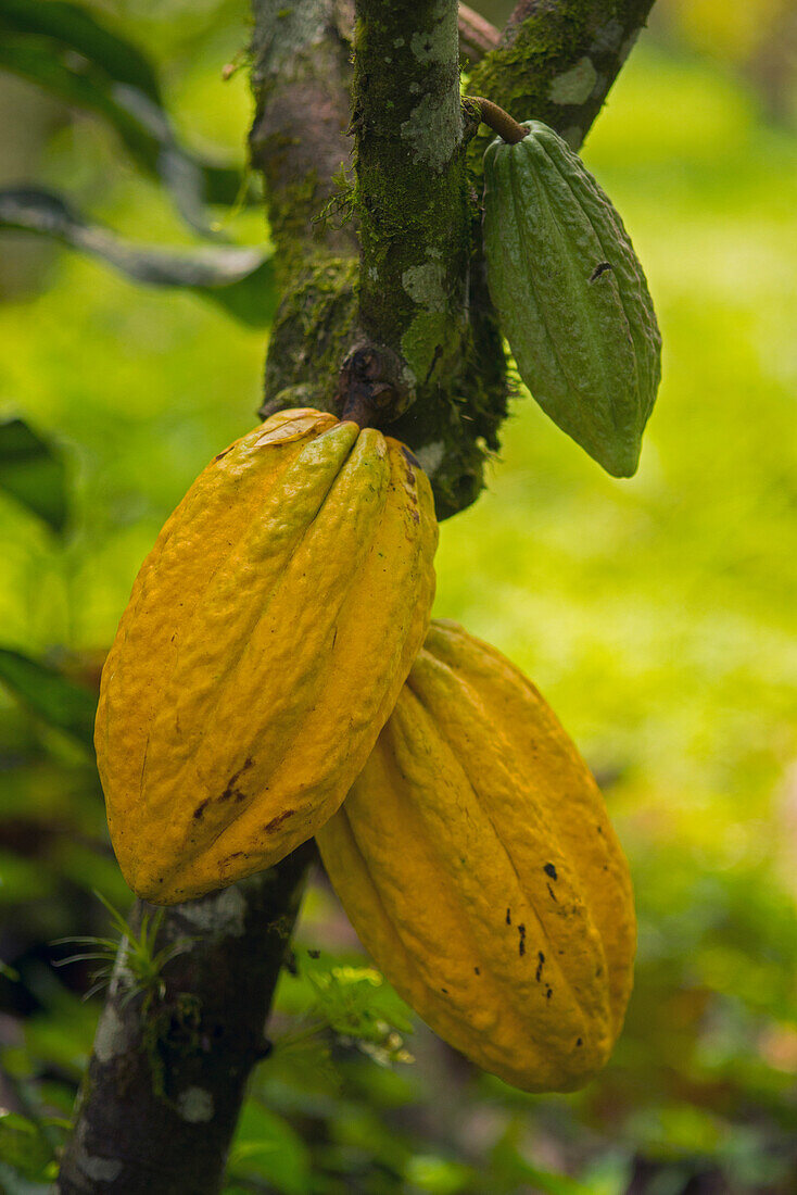 Cocoa (Theobroma cacao) fruit, Ecuador