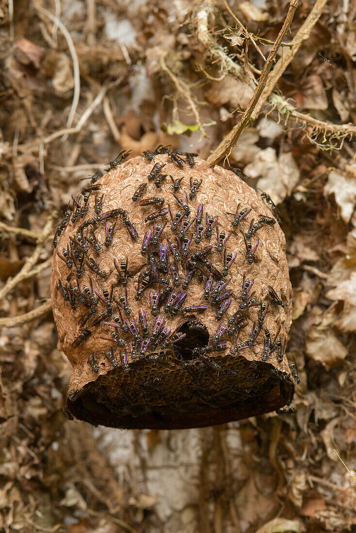 Wasp (Vespidae) group at nest, Ecuador