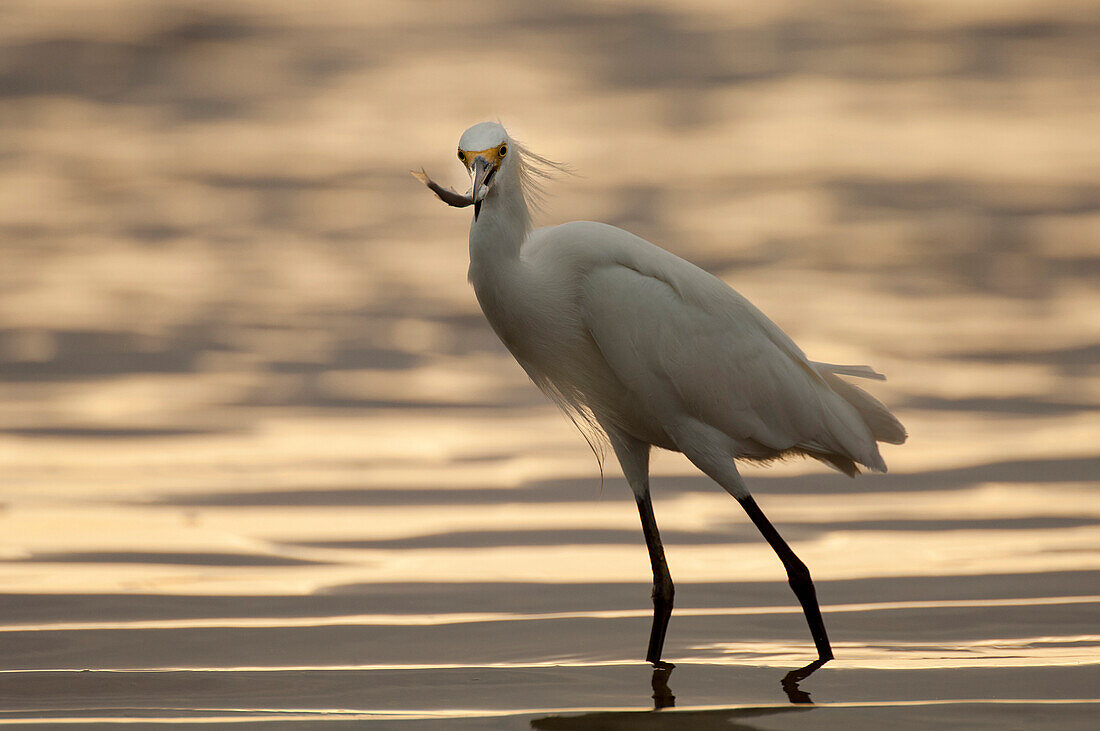 Snowy Egret (Egretta thula) with fish prey, Ecuador