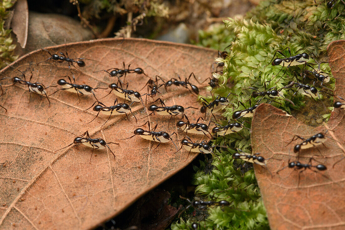 Army Ant (Aenictus sp) workers carrying larvae to new colony, Kuching, Sarawak, Borneo, Malaysia