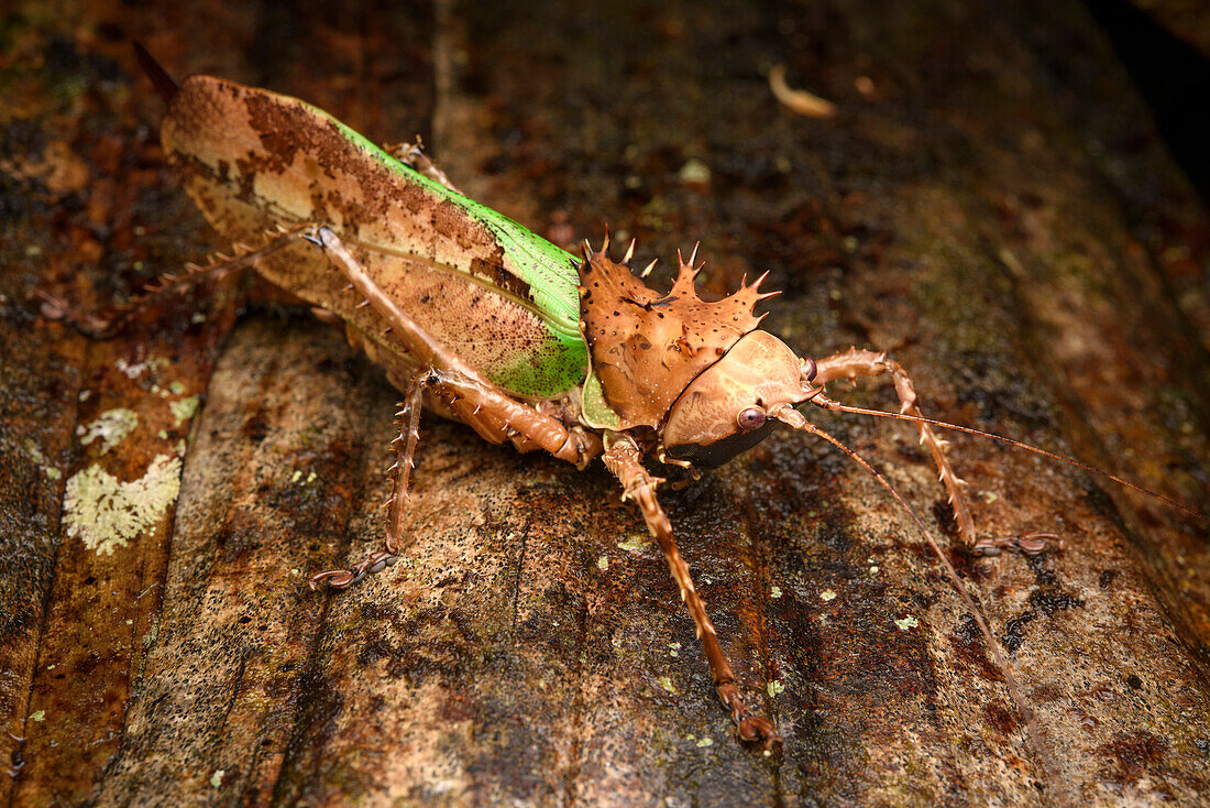 Katydid (Lesina karnyi) female, Gunung Penrissen, Sarawak, Borneo, Malaysia