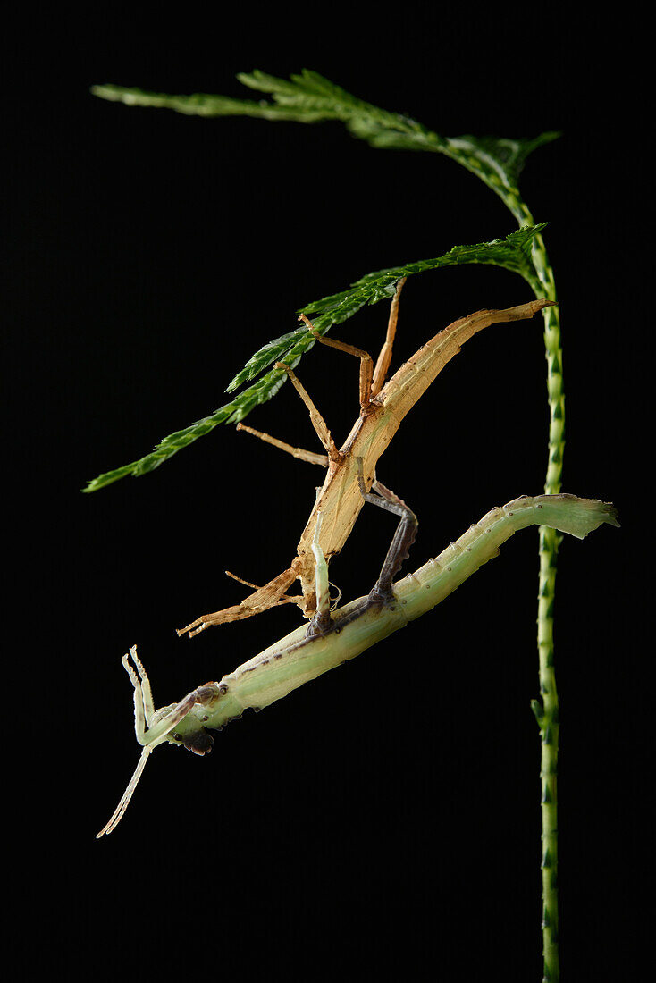 Stick Insect (Pylaemenes borneensis) molting, Gunung Penrissen, Sarawak, Borneo, Malaysia