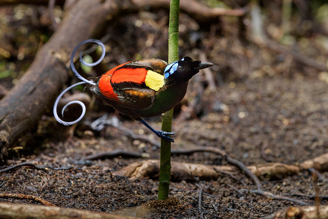 Wilson's Bird-of-paradise (Cicinnurus respublica) male courting, Waigeo, New Guinea, Indonesia