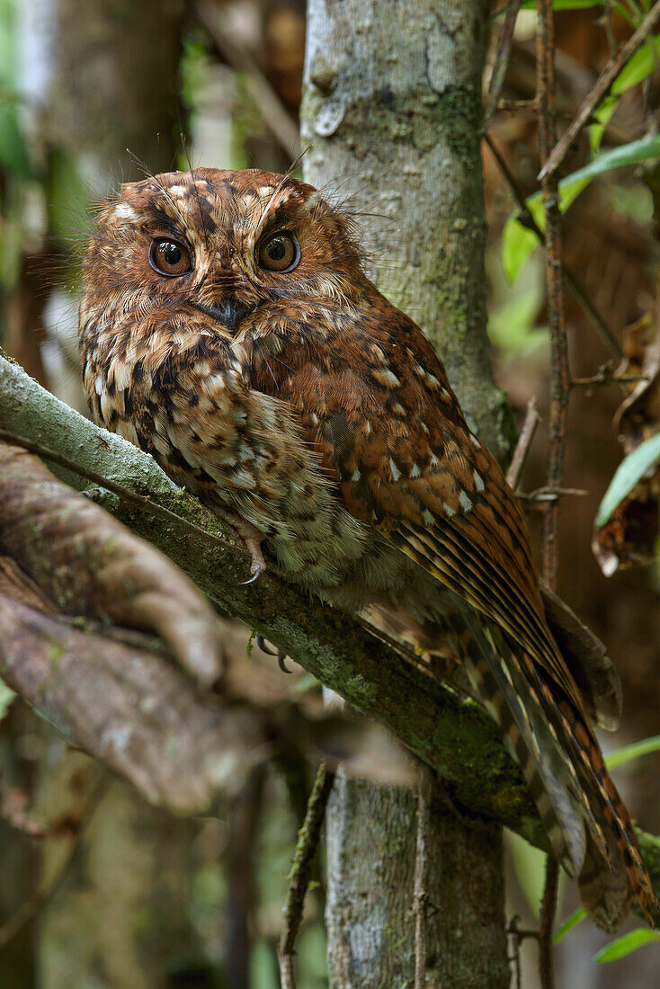 Mountain Owlet-Nightjar (Aegotheles albertisi), Arfak Mountains, New Guinea, Indonesia
