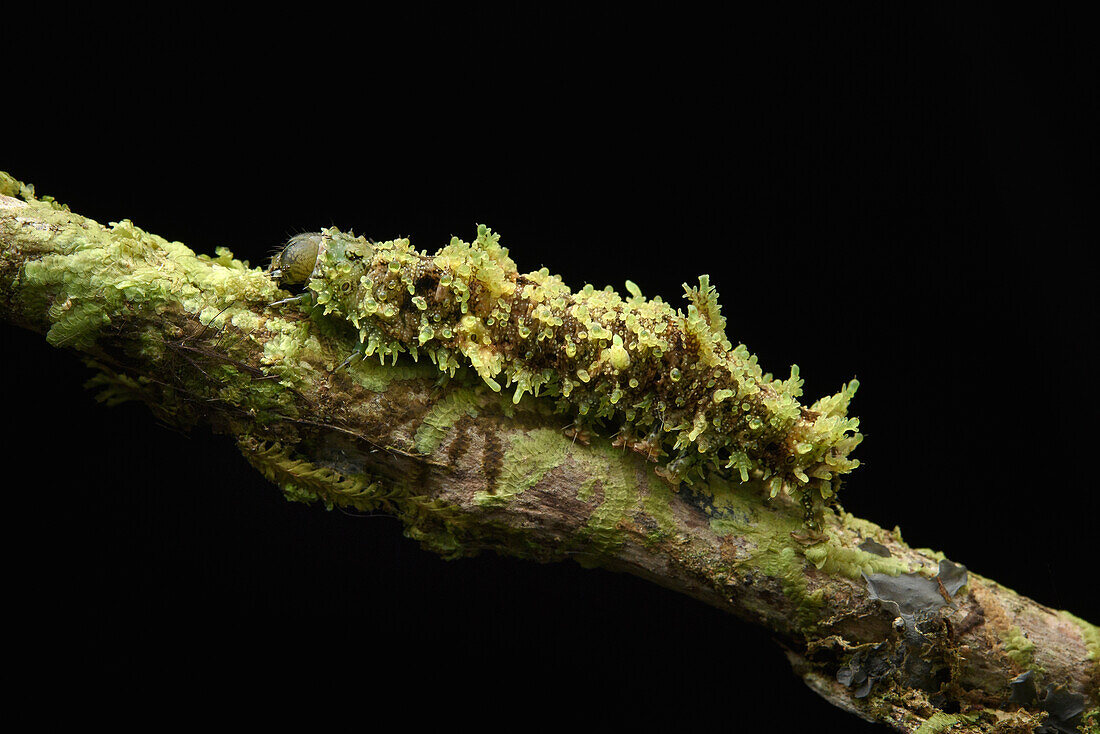 Caterpillar with moss-like camouflage, Arfak Mountains, New Guinea, Indonesia