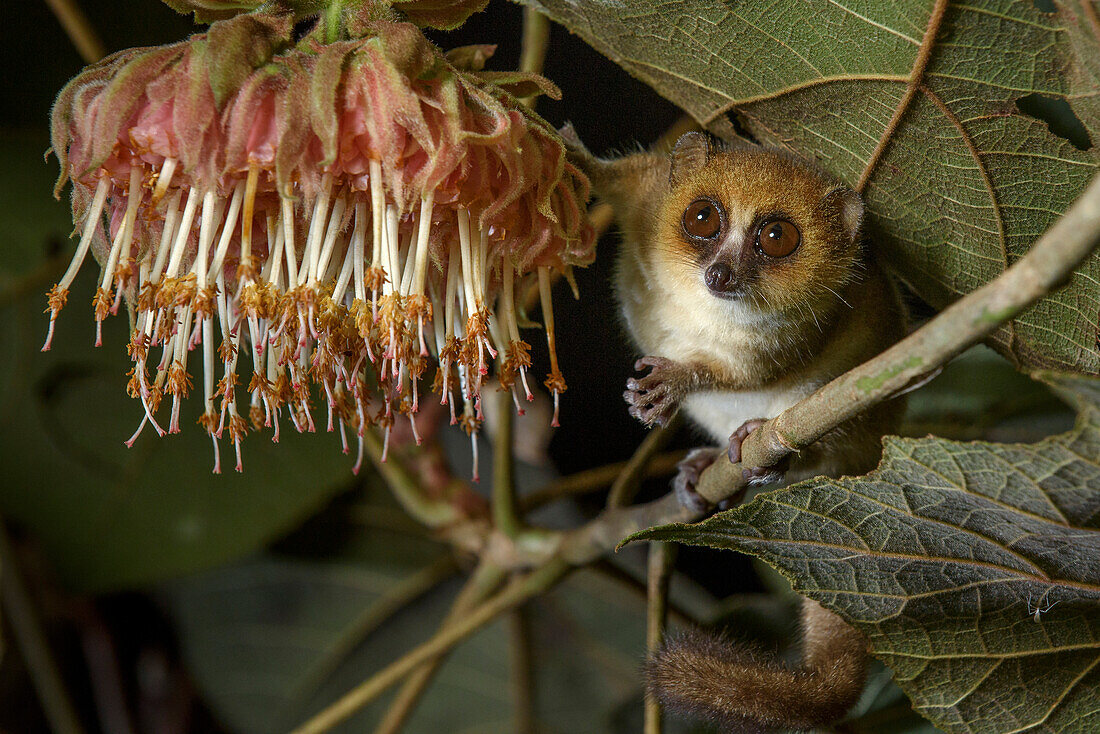 Goodman's Mouse Lemur (Microcebus lehilahytsara) feeding on flower nectar, Andasibe-Mantadia National Park, Madagascar