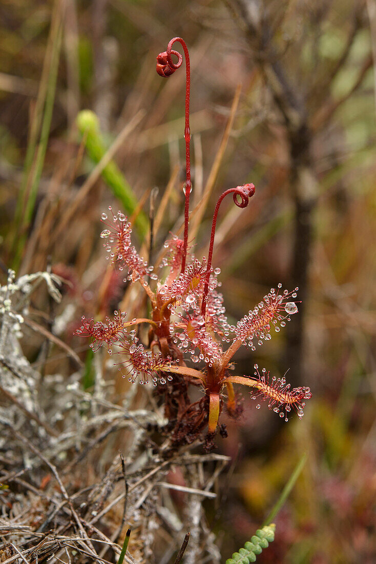 Sundew (Drosera humbertii), Marojejy National Park, Madagascar