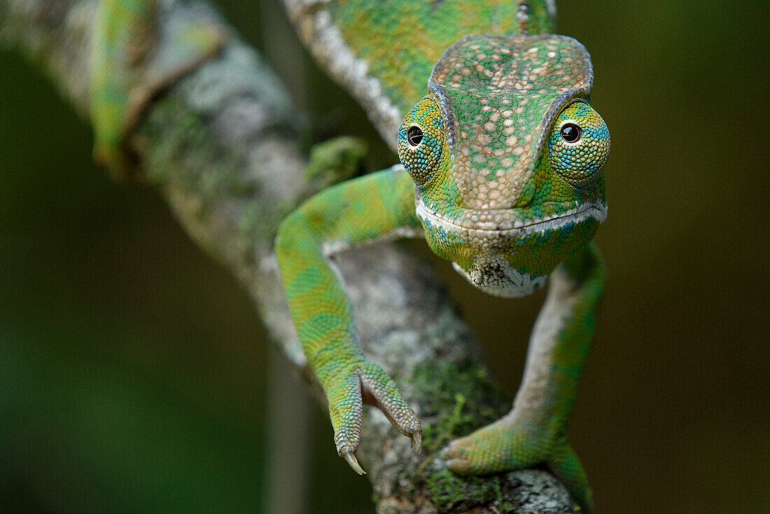Baudrier's Chameleon (Furcifer balteatus) female, Ranomafana National Park, Madagascar