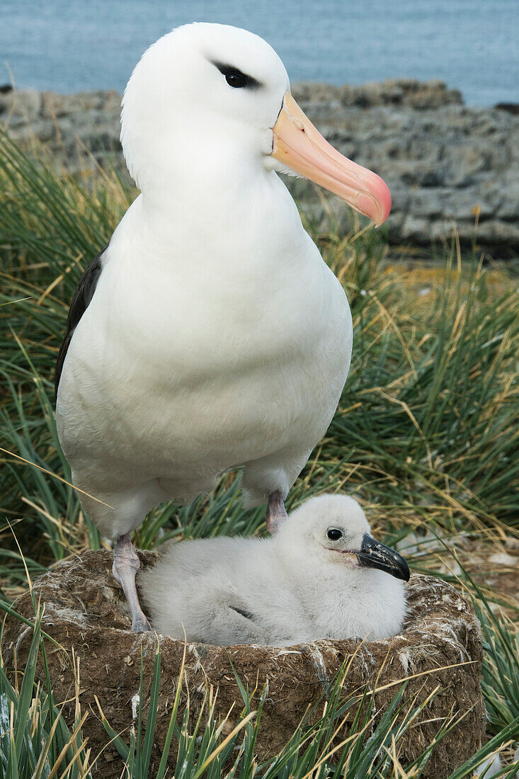 Black-browed Albatross (Thalassarche melanophrys) parent with chick on nest, Falkland Islands