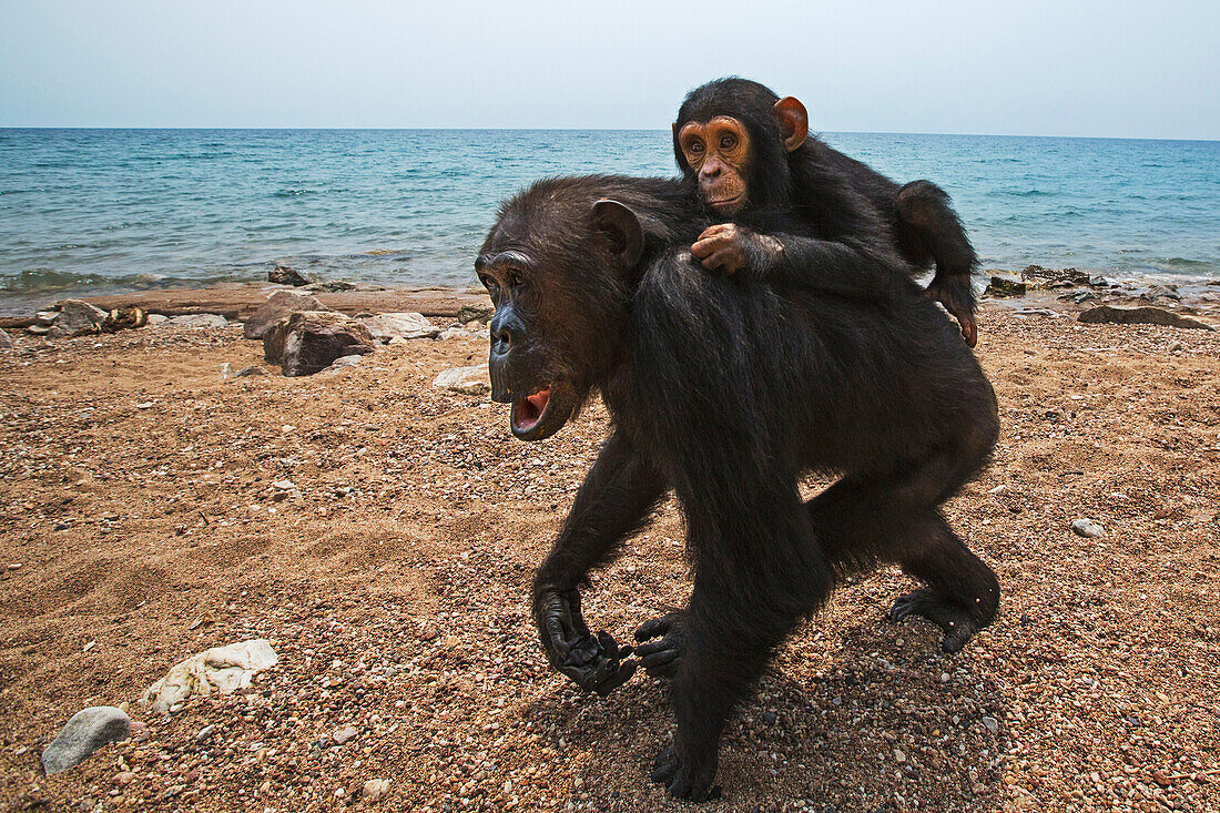 Eastern Chimpanzee (Pan troglodytes schweinfurthii) mother, fourty-one years old, carrying three year old son on lake shore, Gombe National Park, Tanzania