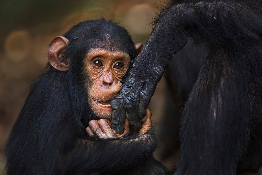 Eastern Chimpanzee (Pan troglodytes schweinfurthii) young male, three years old, playing with mother's hand, Gombe National Park, Tanzania