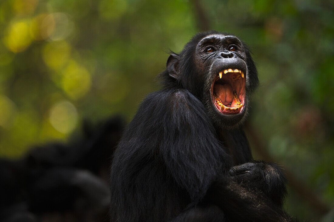 Eastern Chimpanzee (Pan troglodytes schweinfurthii) female in defensive display, twenty-three years old, yawning, Gombe National Park, Tanzania