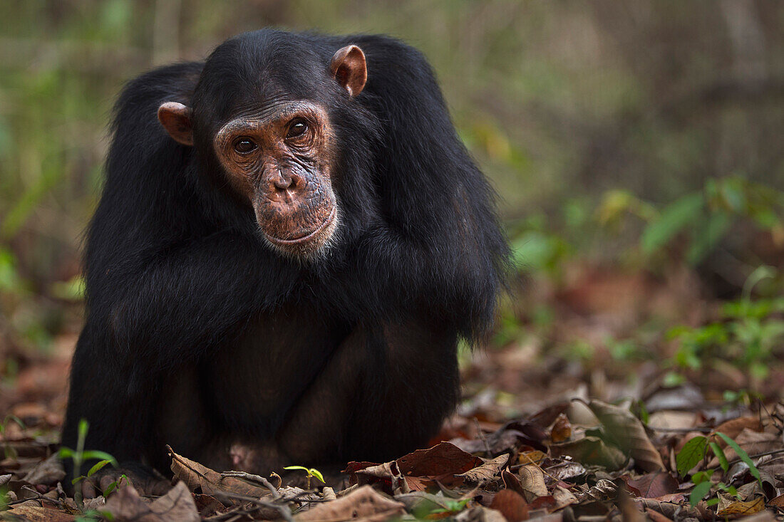 Eastern Chimpanzee (Pan troglodytes schweinfurthii) sub-adult male, twelve years old, Gombe National Park, Tanzania