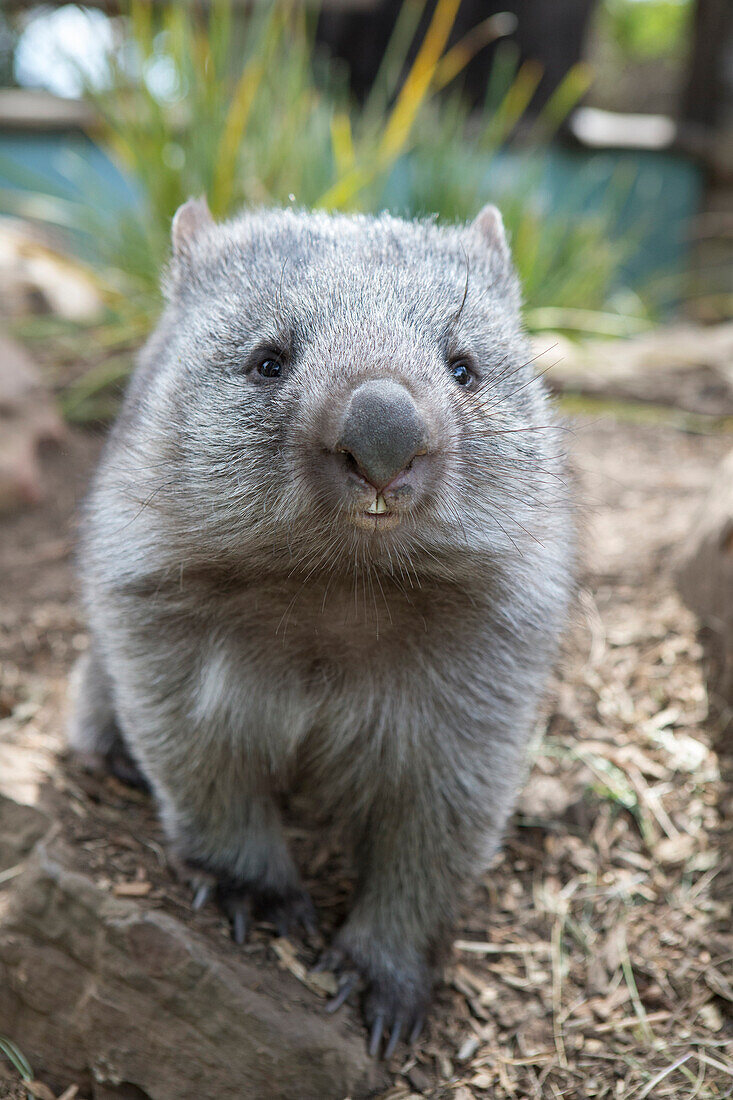 Common Wombat (Vombatus ursinus) orphan, Bonorong Wildlife Sanctuary, Tasmania, Australia