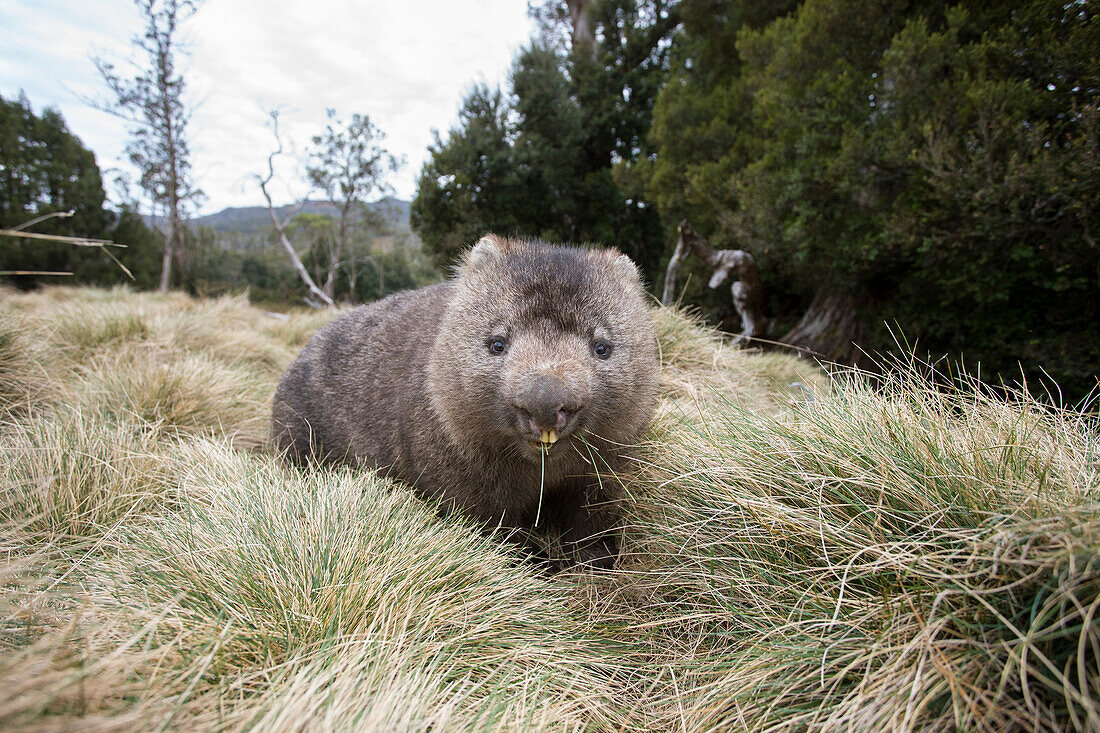 Common Wombat (Vombatus ursinus)feeding, Cradle Mountain-Lake Saint Clair National Park, Tasmania, Australia