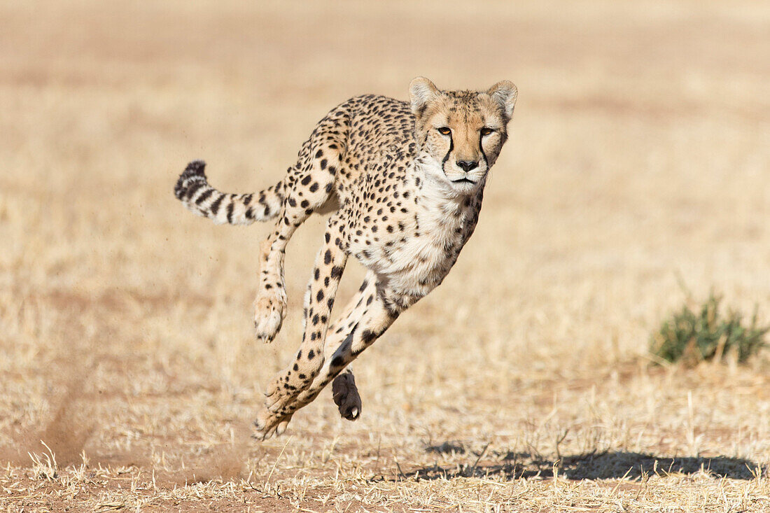 Cheetah (Acinonyx jubatus) running, Cheetah Conservation Fund, Namibia