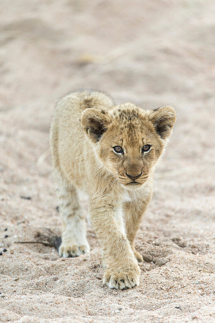 African Lion (Panthera leo) two month old cub, Sabi-sands Game Reserve, South Africa