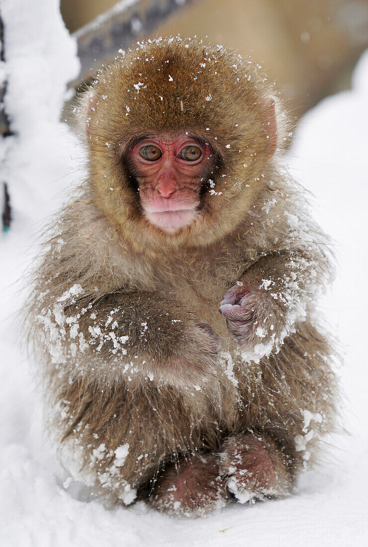 Japanese Macaque (Macaca fuscata) young, Jigokudani, Japan