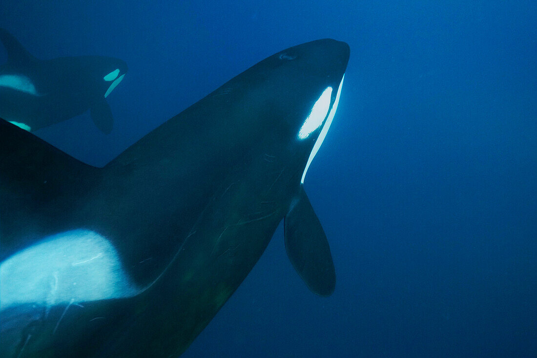 Orca (Orcinus orca) pair, Senja Fjord, Norway