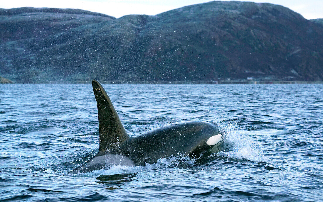 Orca (Orcinus orca) male surfacing, Senja Fjord, Norway