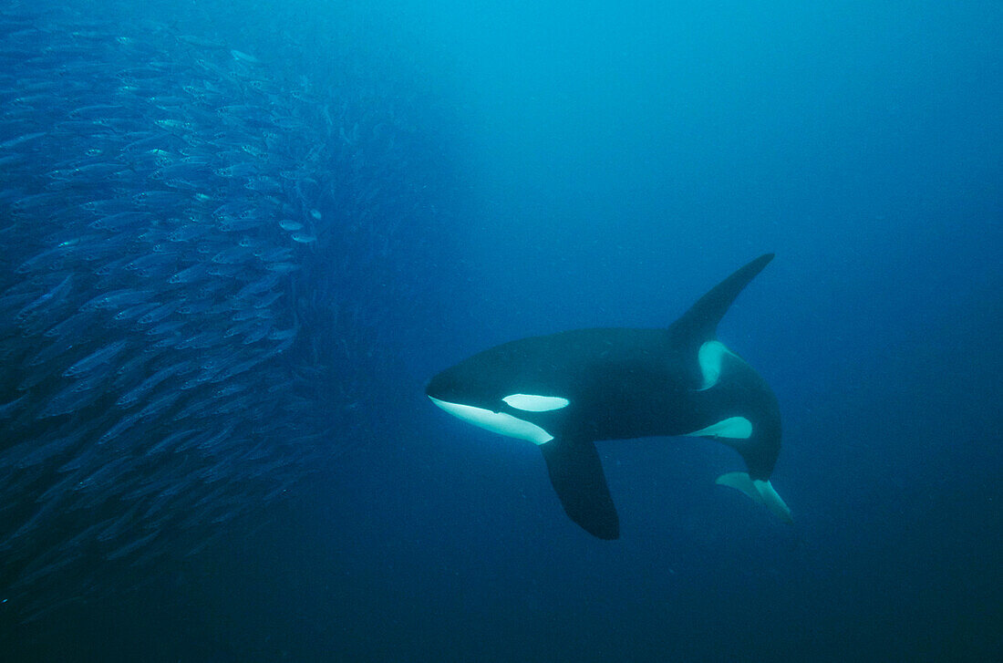 Orca (Orcinus orca) hunting Atlantic Herring (Clupea harengus) school, Senja Fjord, Norway