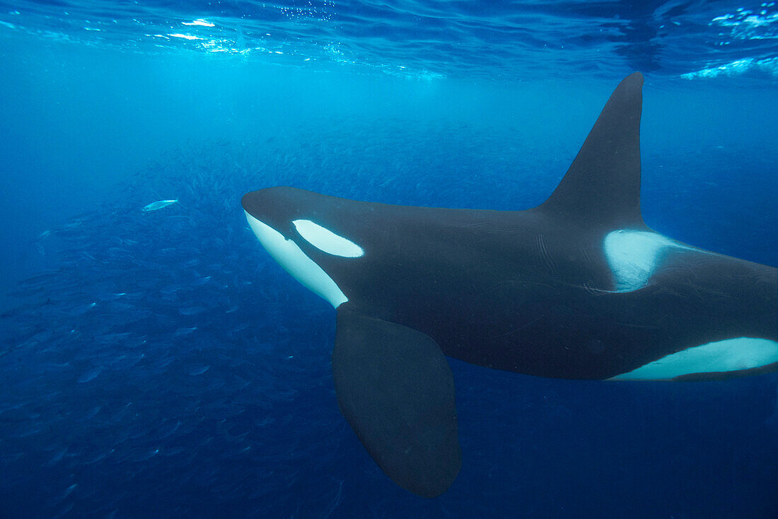 Orca (Orcinus orca) hunting Atlantic Herring (Clupea harengus) school, Senja Fjord, Norway