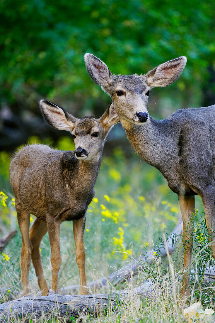 Mule Deer (Odocoileus hemionus) mother and fawn, Zion National Park, Utah