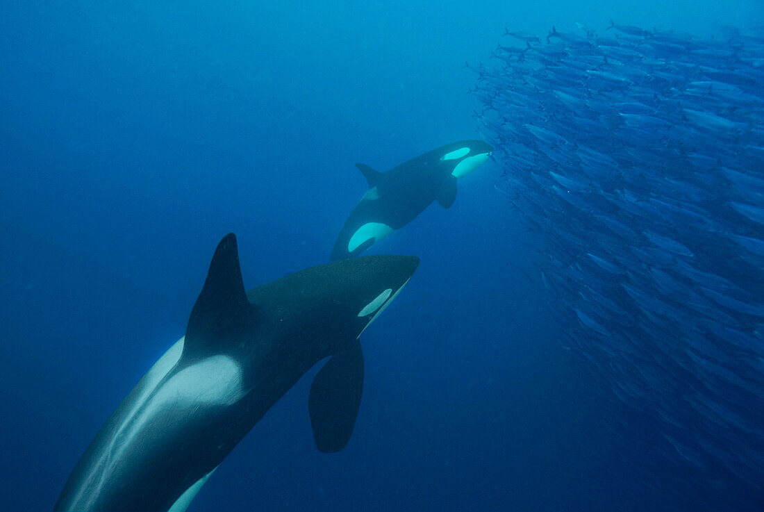 Orca (Orcinus orca) pair cooperatively hunting Atlantic Herring (Clupea harengus) school, Senja Fjord, Norway