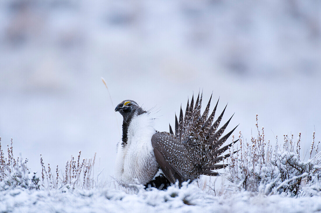 Sage Grouse (Centrocercus urophasianus) male displaying in winter, North Dakota