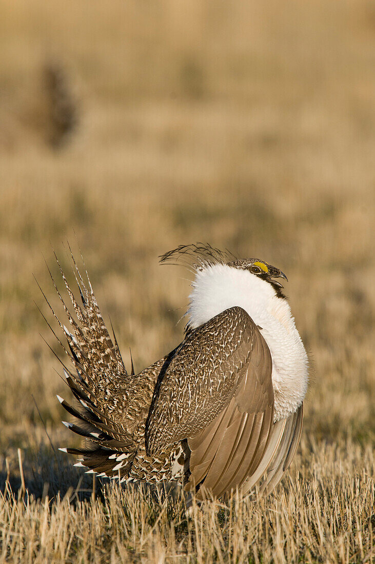 Sage Grouse (Centrocercus urophasianus) male in courtship display at lek, North Dakota