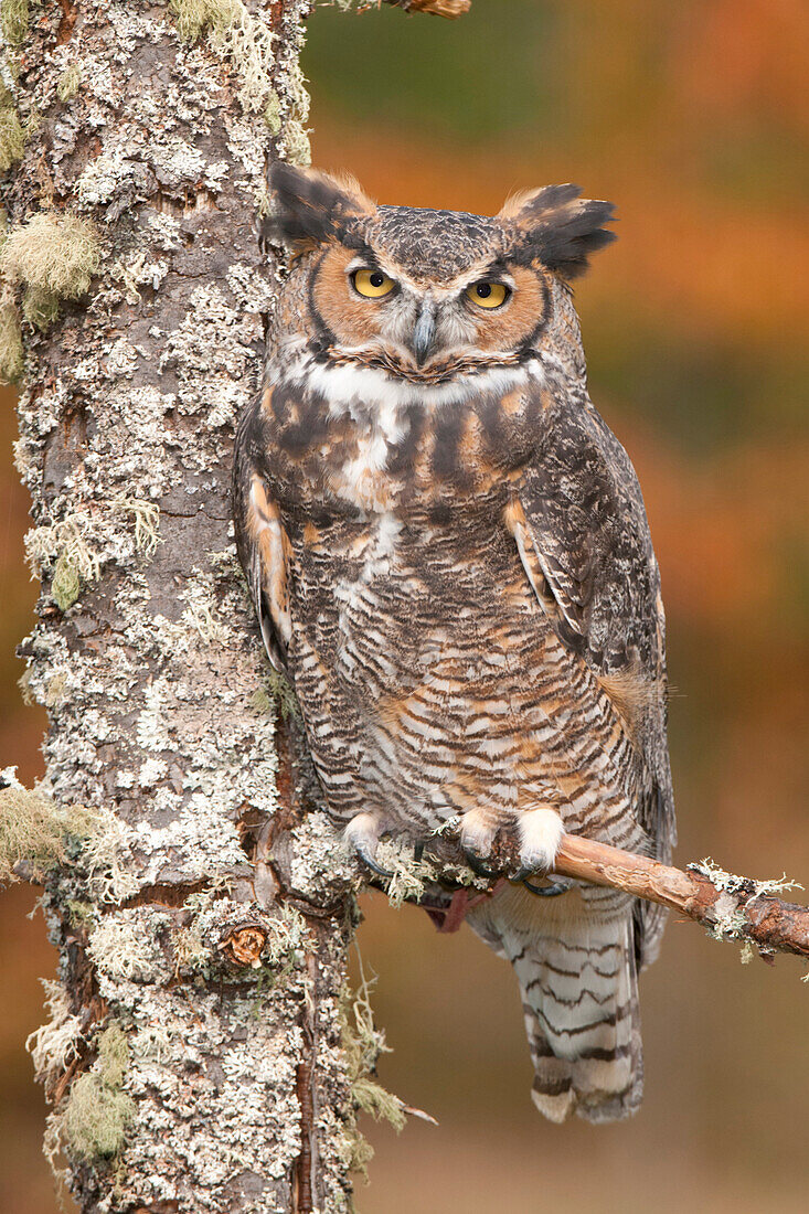 Great Horned Owl (Bubo virginianus), Howell Nature Center, Michigan