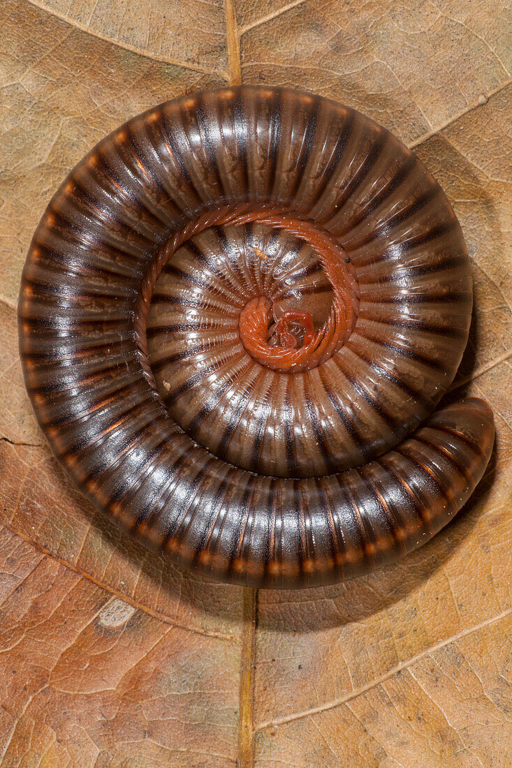 Millipede (Narceus americanus) in defensive posture, Great Smoky Mountains National Park, North Carolina