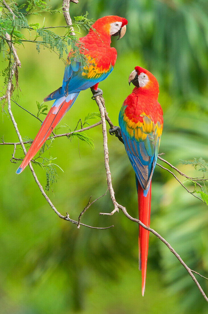 Scarlet Macaw (Ara macao) pair, Tambopata National Reserve, Peru
