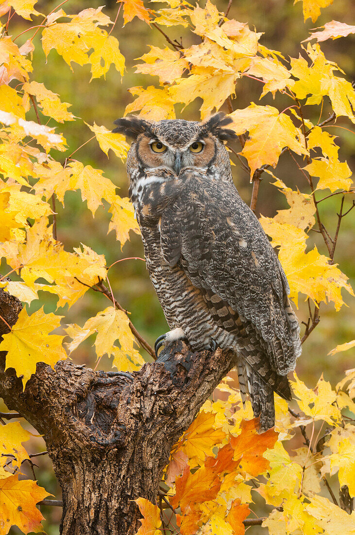 Great Horned Owl (Bubo virginianus), Howell Nature Center, Michigan