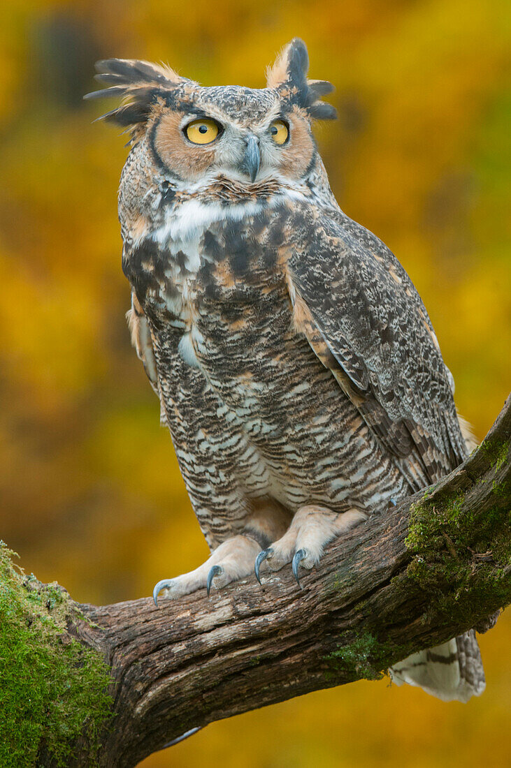 Great Horned Owl (Bubo virginianus), Howell Nature Center, Michigan