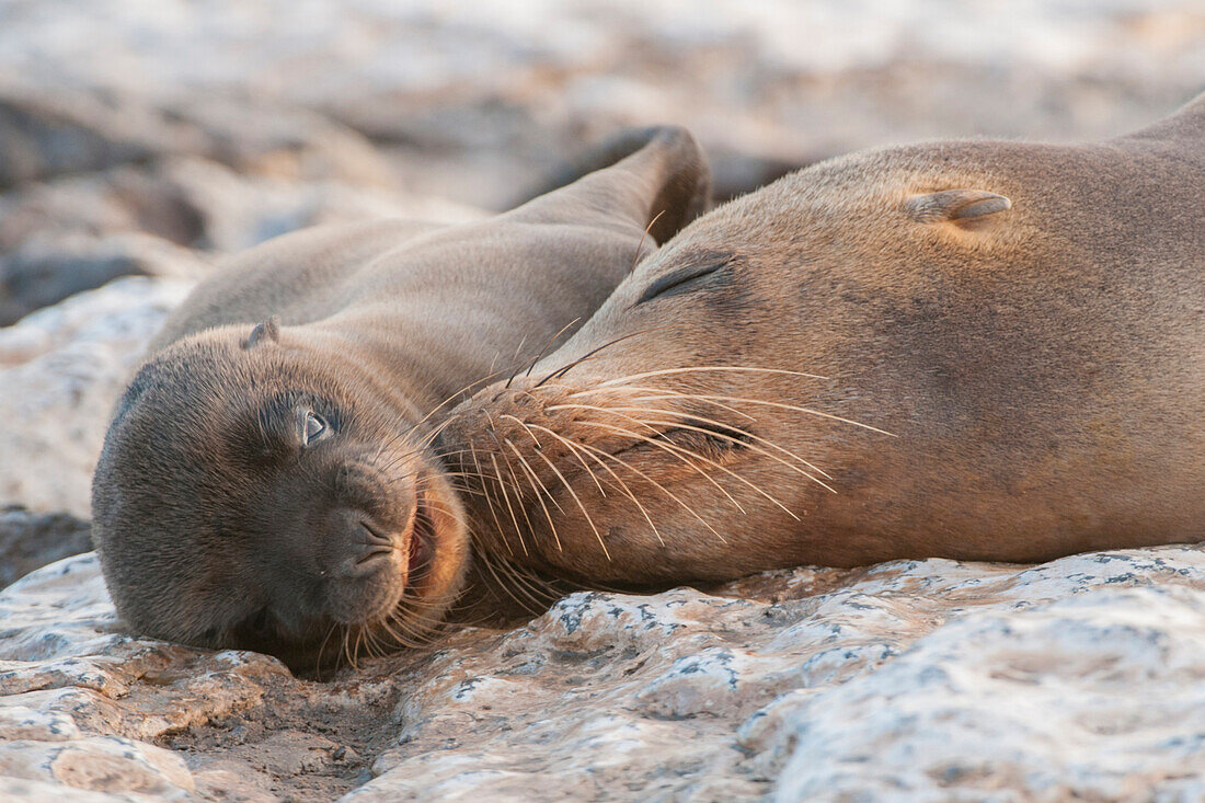 Galapagos Sea Lion (Zalophus wollebaeki) mother and pup, Galapagos Islands, Ecuador