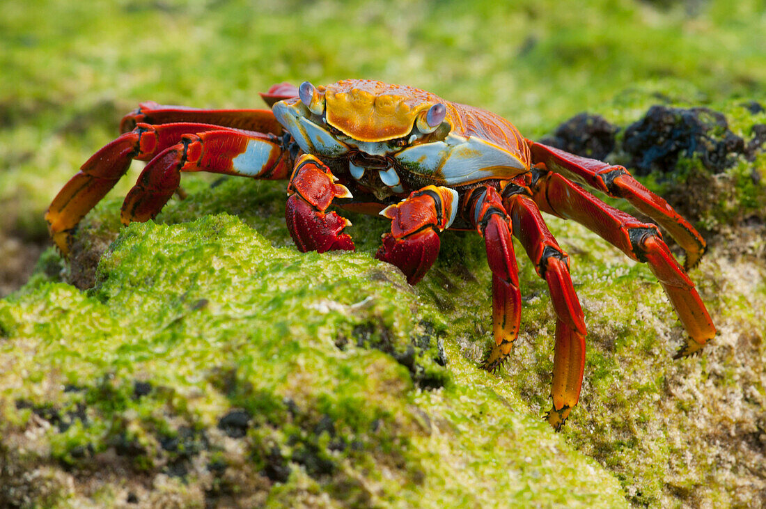 Sally Lightfoot Crab (Grapsus grapsus), Galapagos Islands, Ecuador