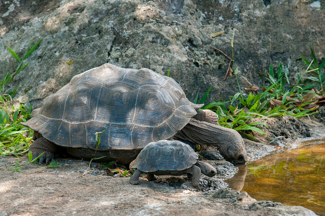 Galapagos Giant Tortoise (Geochelone nigra) and young drinking, Galapagos Islands, Ecuador