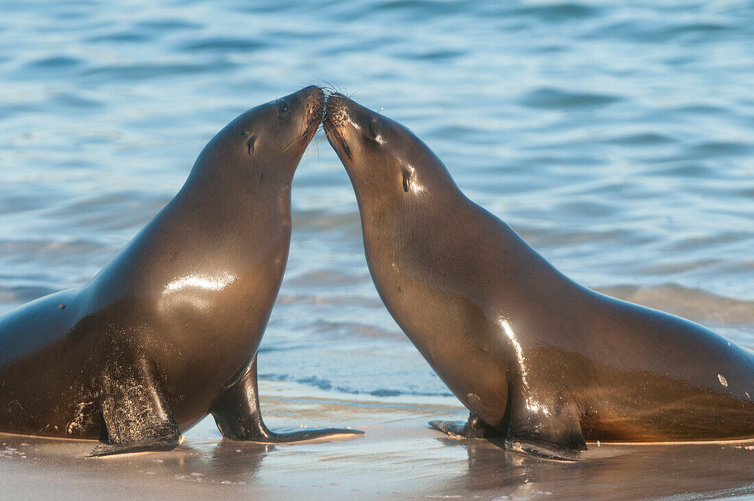 Galapagos Sea Lion (Zalophus wollebaeki) pair greeting, Galapagos Islands, Ecuador