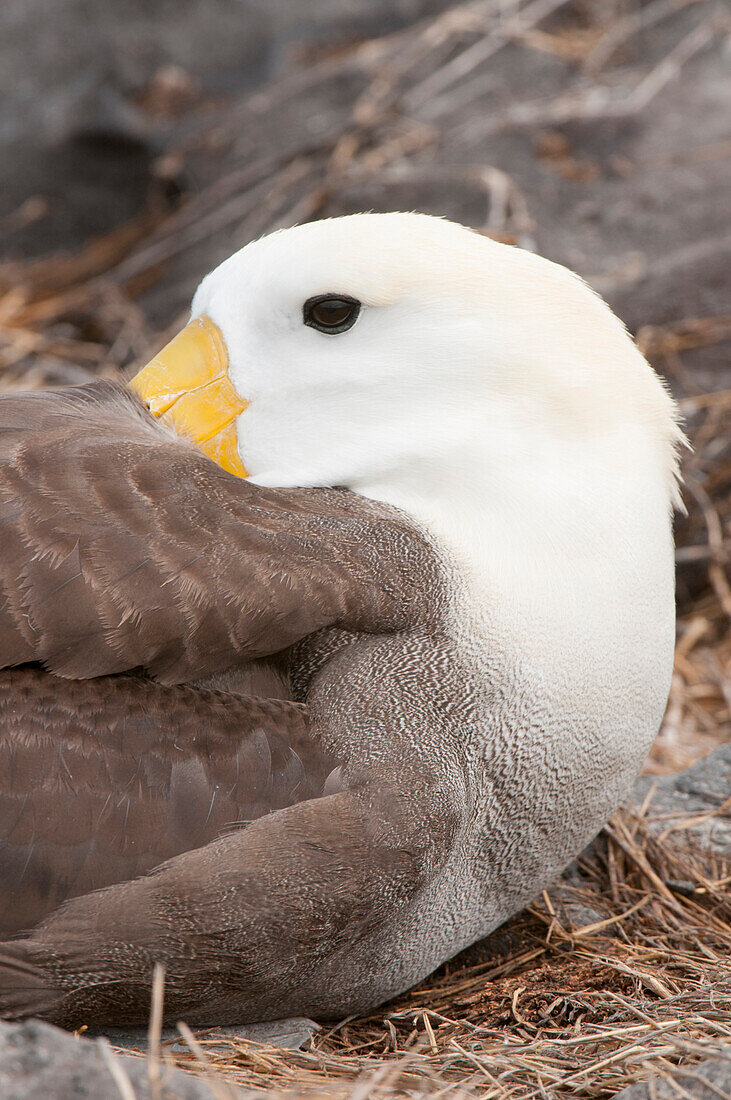 Waved Albatross (Phoebastria irrorata), Galapagos Islands, Ecuador