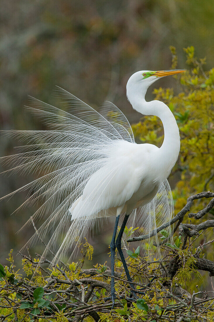 Great Egret (Ardea alba) in courtship display, North America