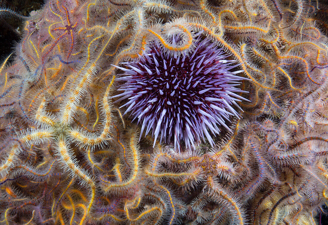 Purple Sea Urchin (Strongylocentrotus purpuratus) and Brittle Stars (Ophiothrix spiculata), Santa Cruz Island, Channel Islands, California